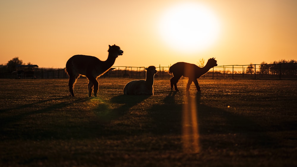 silhouette of people riding camel during sunset