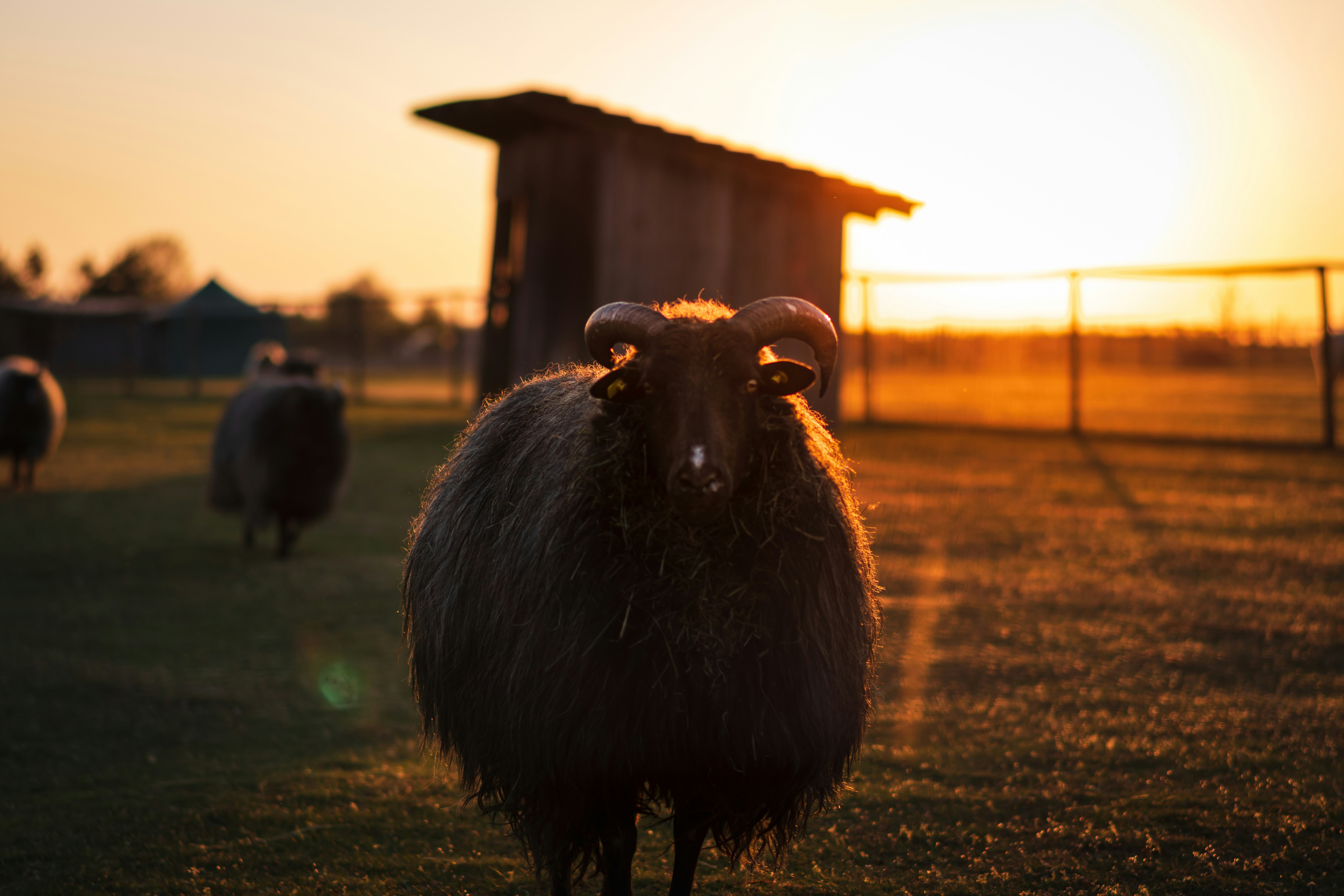 black sheep on green grass field during daytime