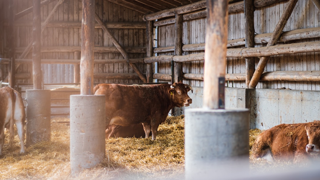 brown cow in a cage