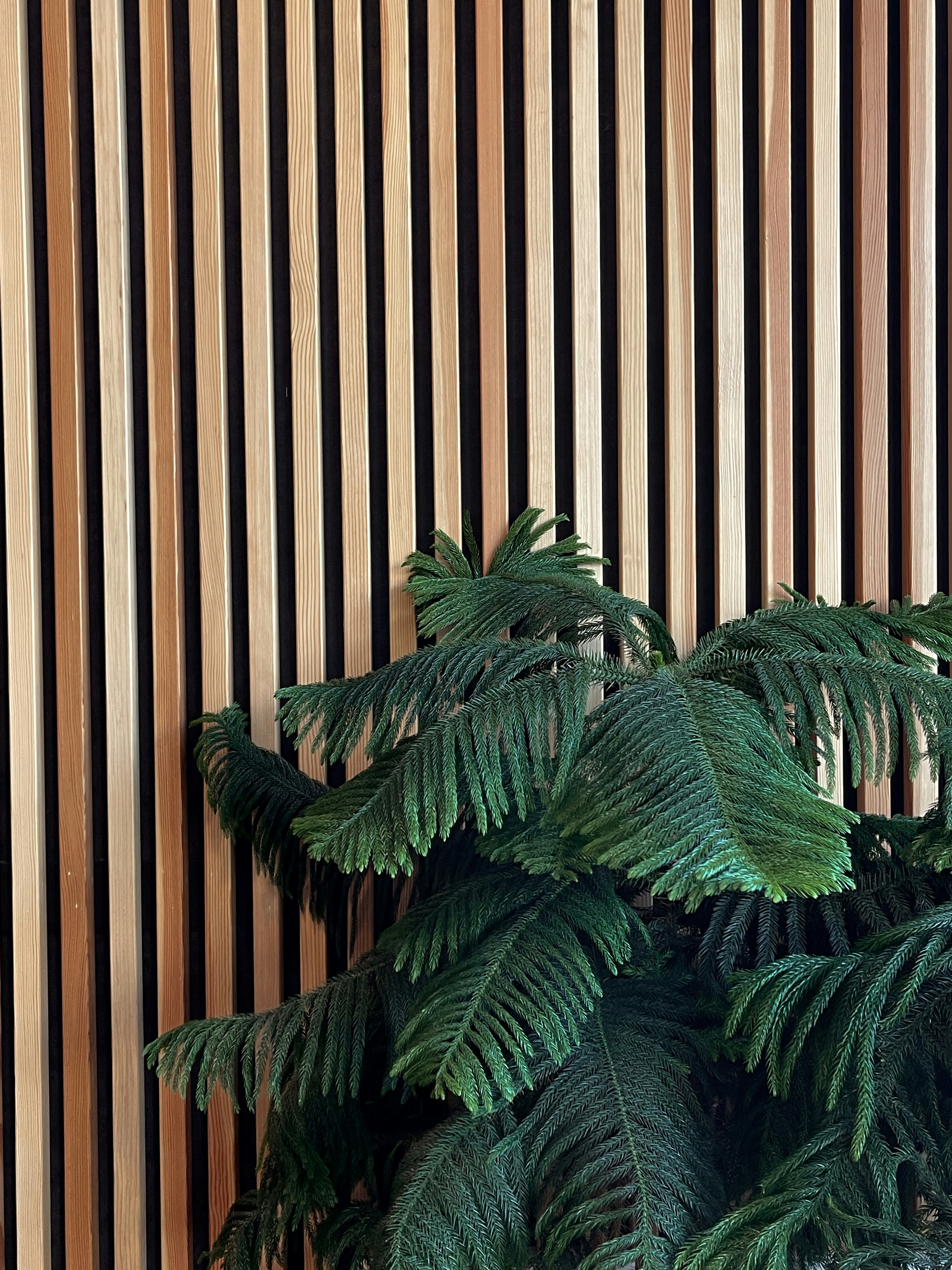 green fern plant near brown and white stripe wall