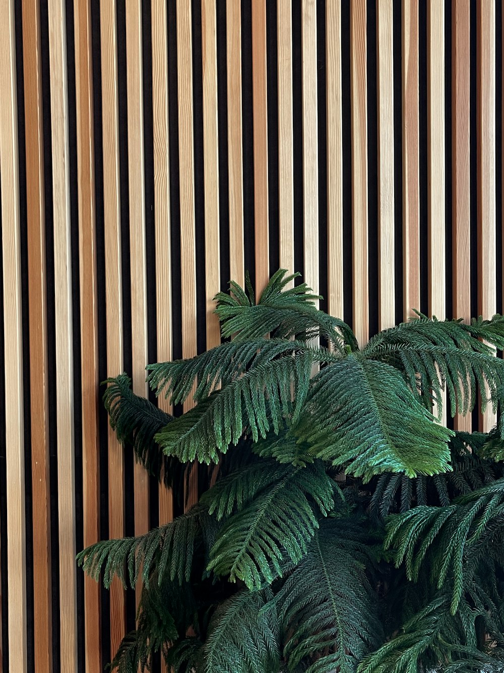 green fern plant near brown and white stripe wall