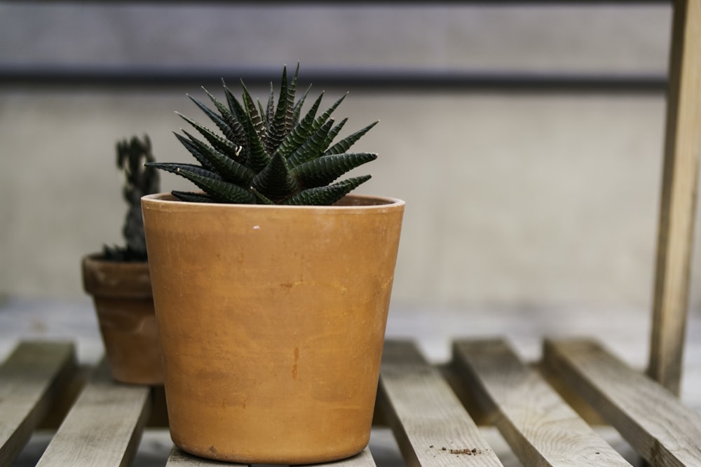 green plant in brown clay pot