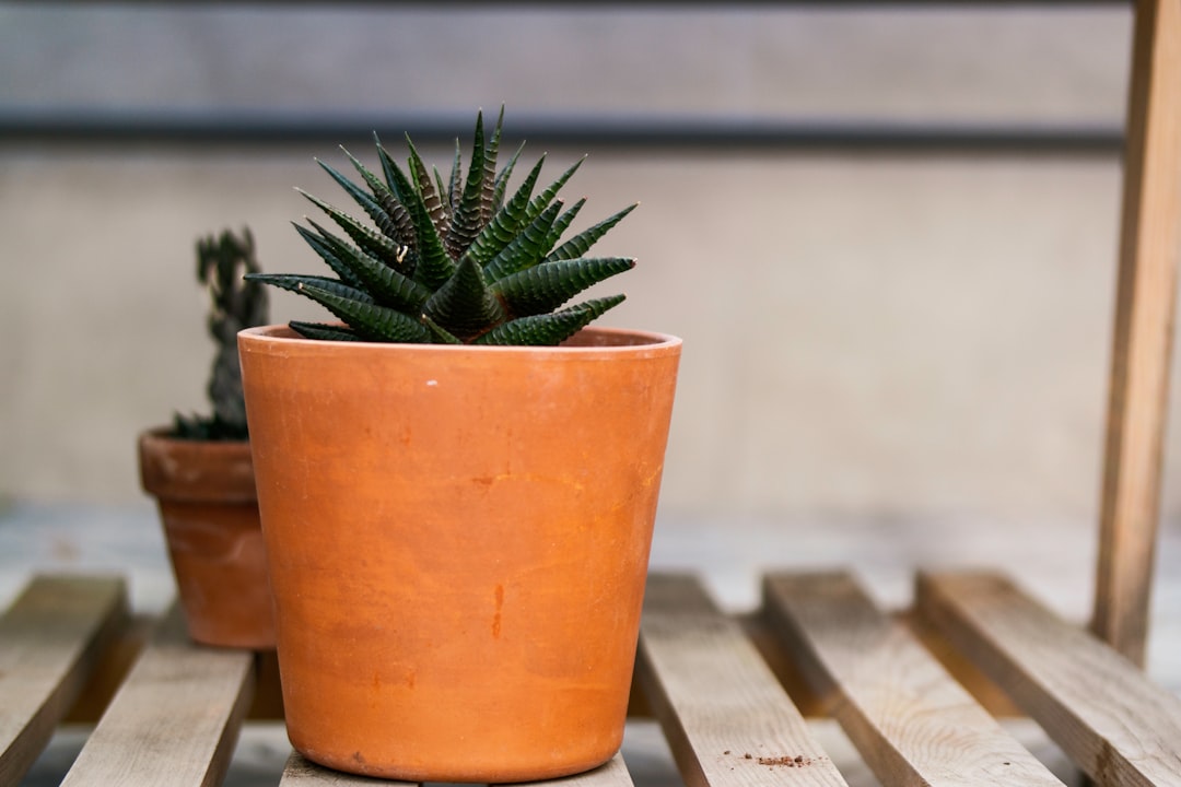 green plant in brown clay pot