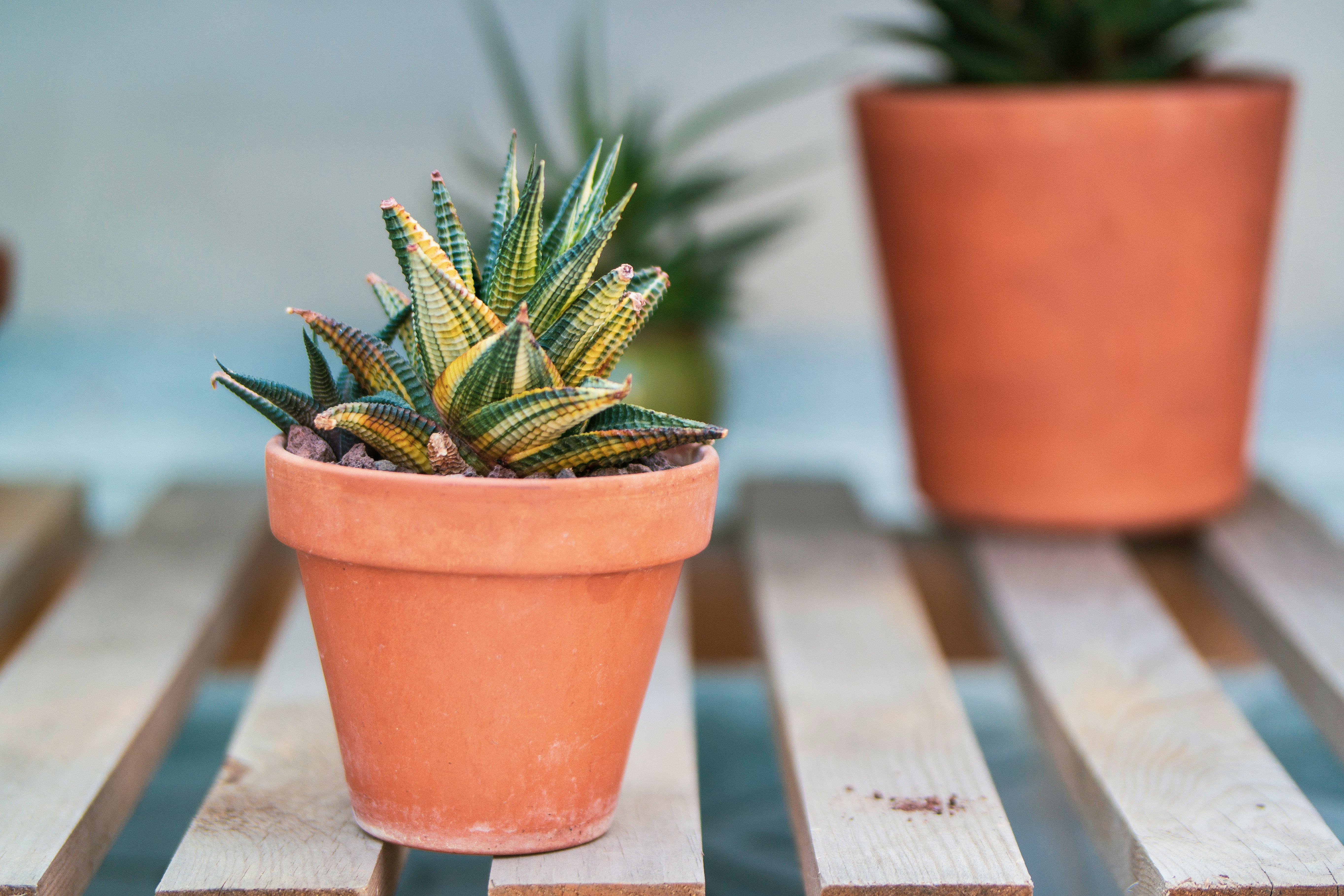 green cactus plant in brown clay pot