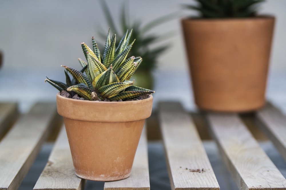 green cactus plant in brown clay pot