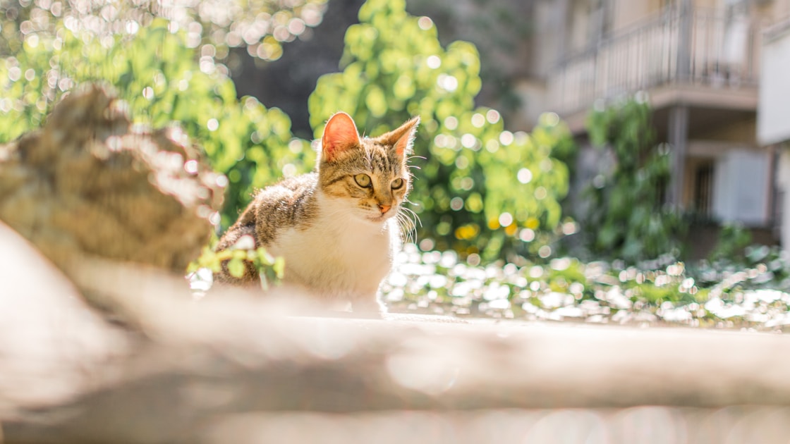 Wild turkey in field habitat during spring season