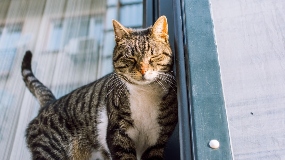 brown tabby cat looking at the window