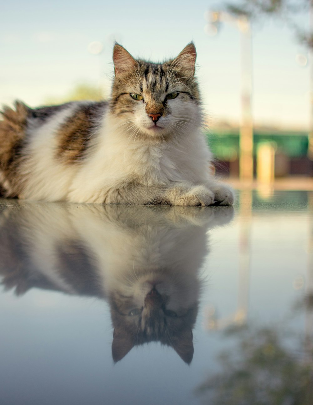 white and brown cat on snow covered ground during daytime