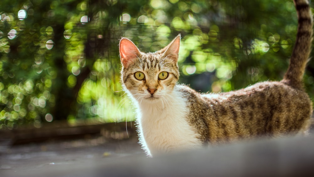 white and brown tabby cat