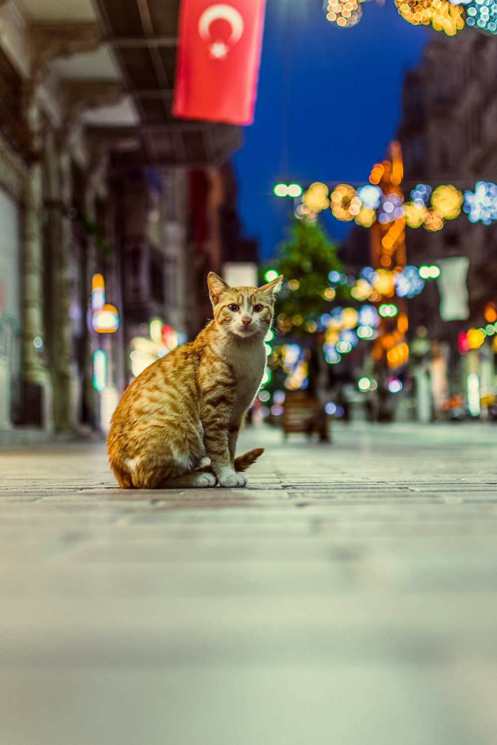 orange tabby cat on gray concrete floor