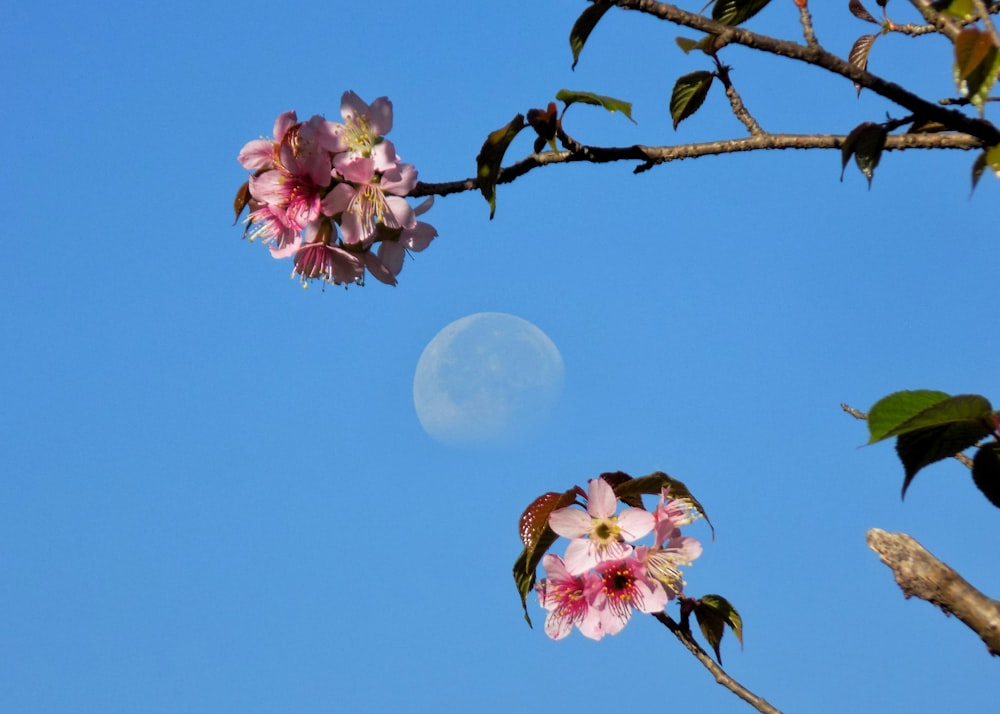 fiore di ciliegio rosa sotto il cielo blu durante il giorno