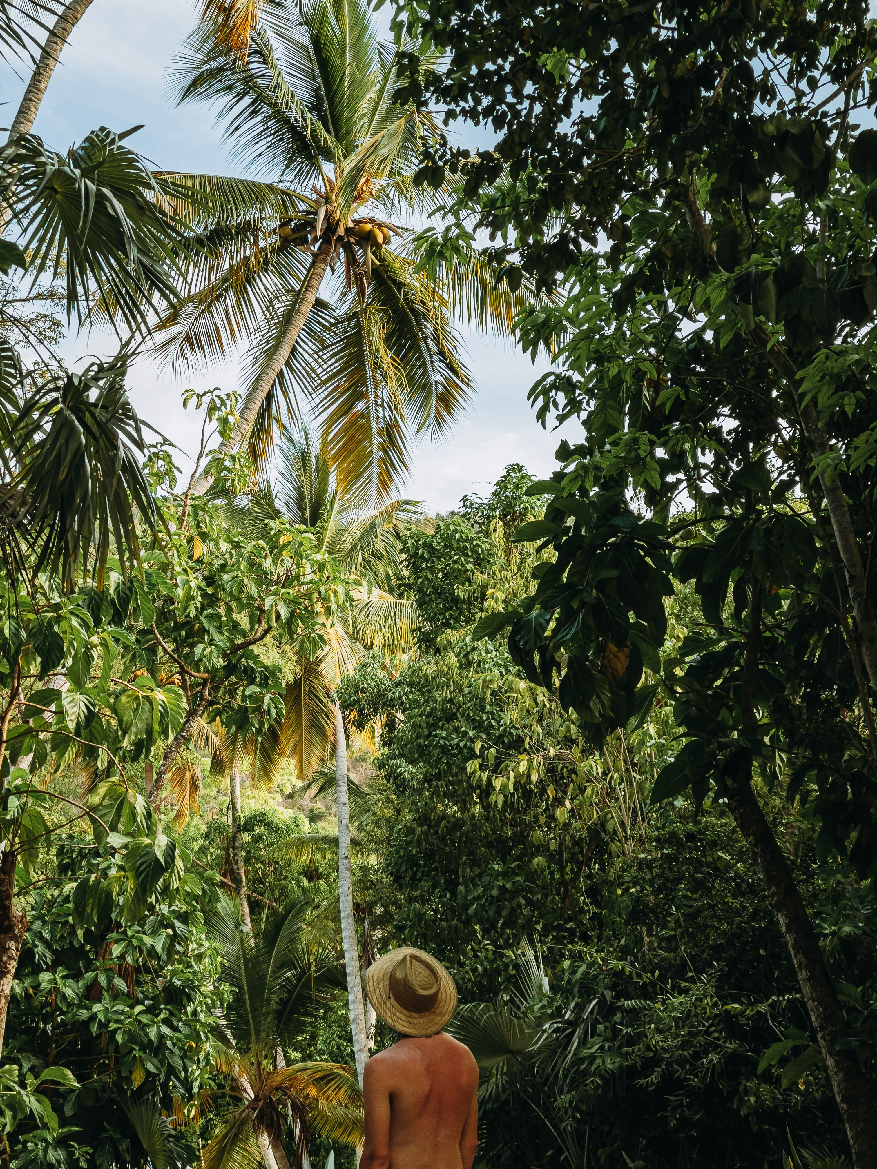 green coconut trees during daytime
