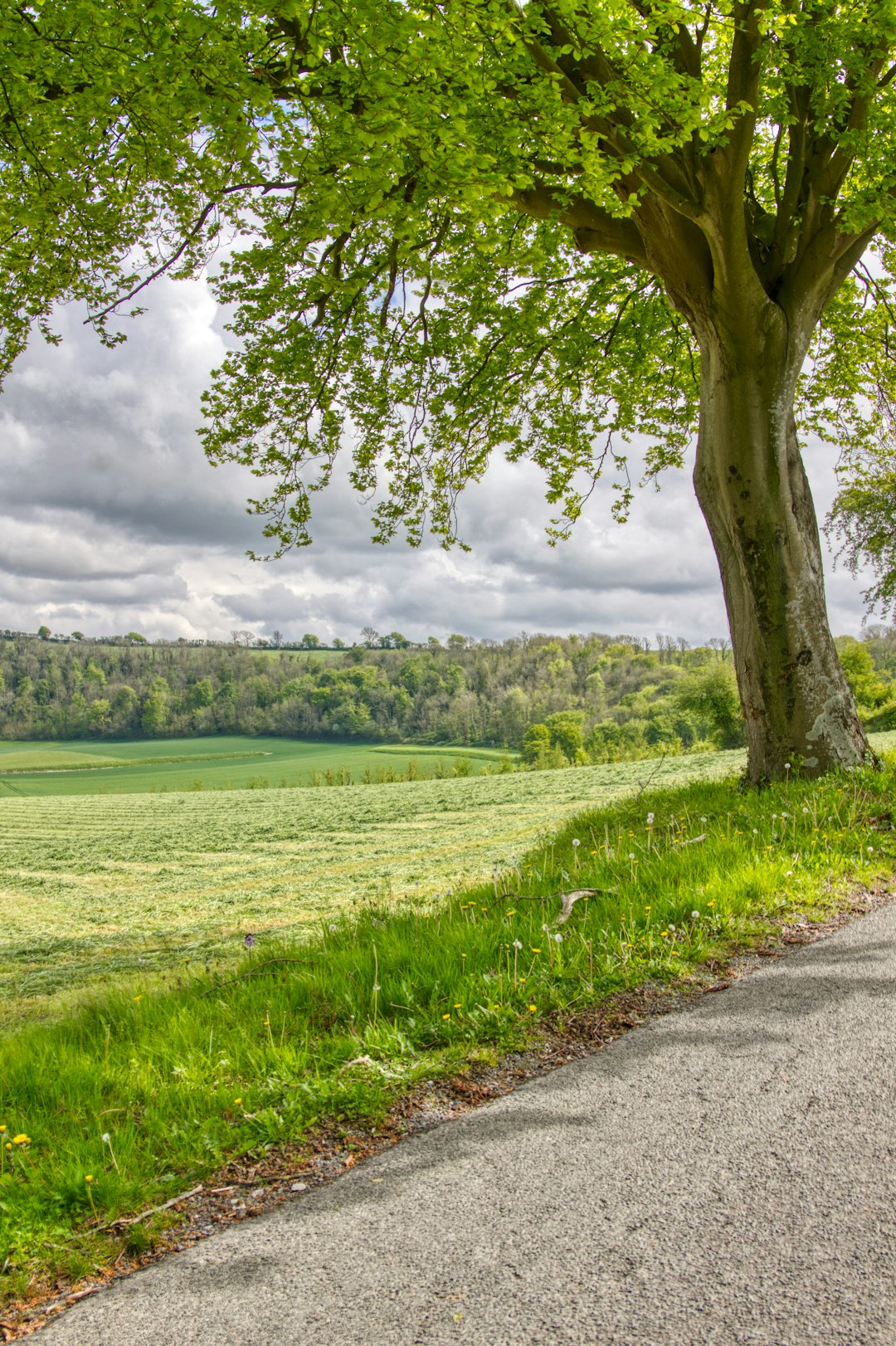 green grass field under cloudy sky during daytime