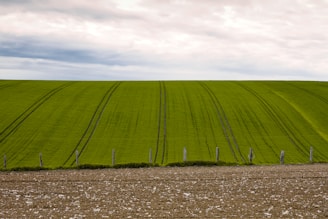 green grass field under white clouds during daytime