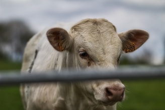 A close-up of a light-colored calf with ear tags numbered 2988, standing in a grassy area. The background is blurred, highlighting the calf's facial features and texture of its coat.