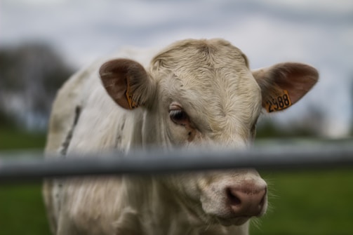 A close-up of a light-colored calf with ear tags numbered 2988, standing in a grassy area. The background is blurred, highlighting the calf's facial features and texture of its coat.