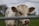 A close-up of a light-colored calf with ear tags numbered 2988, standing in a grassy area. The background is blurred, highlighting the calf's facial features and texture of its coat.