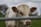 A close-up of a light-colored calf with ear tags numbered 2988, standing in a grassy area. The background is blurred, highlighting the calf's facial features and texture of its coat.