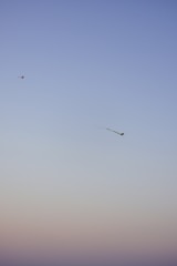 Kites are flying in a clear sky, with one prominent kite in the foreground and another smaller one in the distance. The sky features a gradient of colors transitioning from light blue at the top to a muted pinkish hue near the horizon.