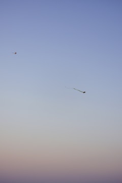 Kites are flying in a clear sky, with one prominent kite in the foreground and another smaller one in the distance. The sky features a gradient of colors transitioning from light blue at the top to a muted pinkish hue near the horizon.