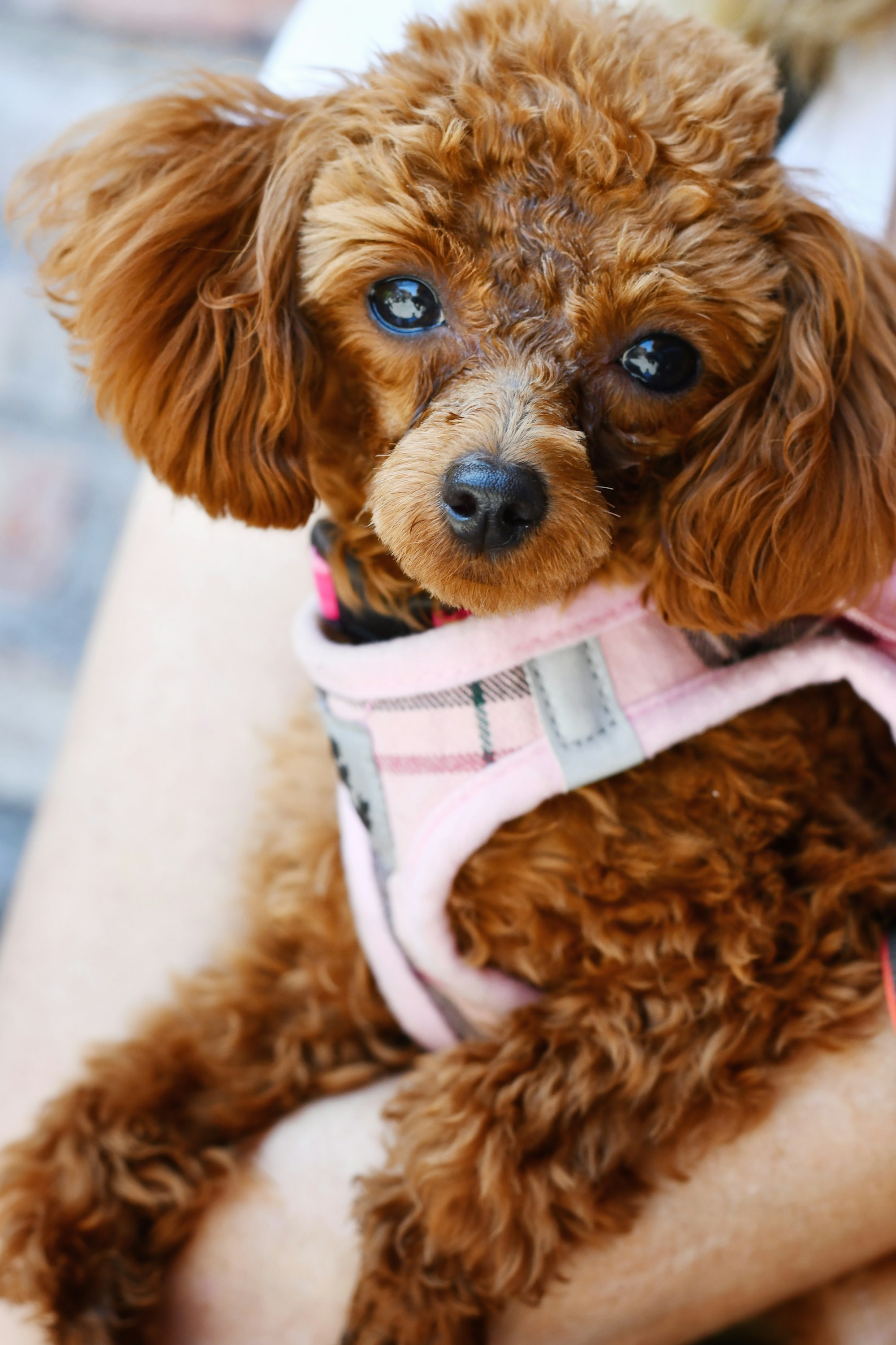 A cute poodle dog looking at the camera facing forward in Sedona, Arizona