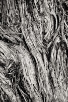 Close-up of natural textures in black and white, emphasizing patterns in leaves and bark.