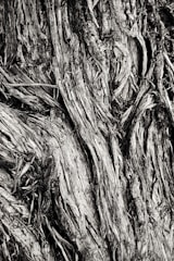 Close-up of textured natural elements like tree bark and leaves in monochrome.