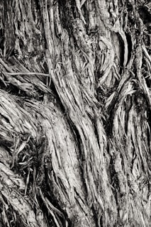 Close-up of natural textures in black and white, emphasizing patterns in leaves and bark.