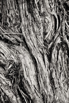 Close-up of textured natural elements like tree bark and leaves in monochrome.