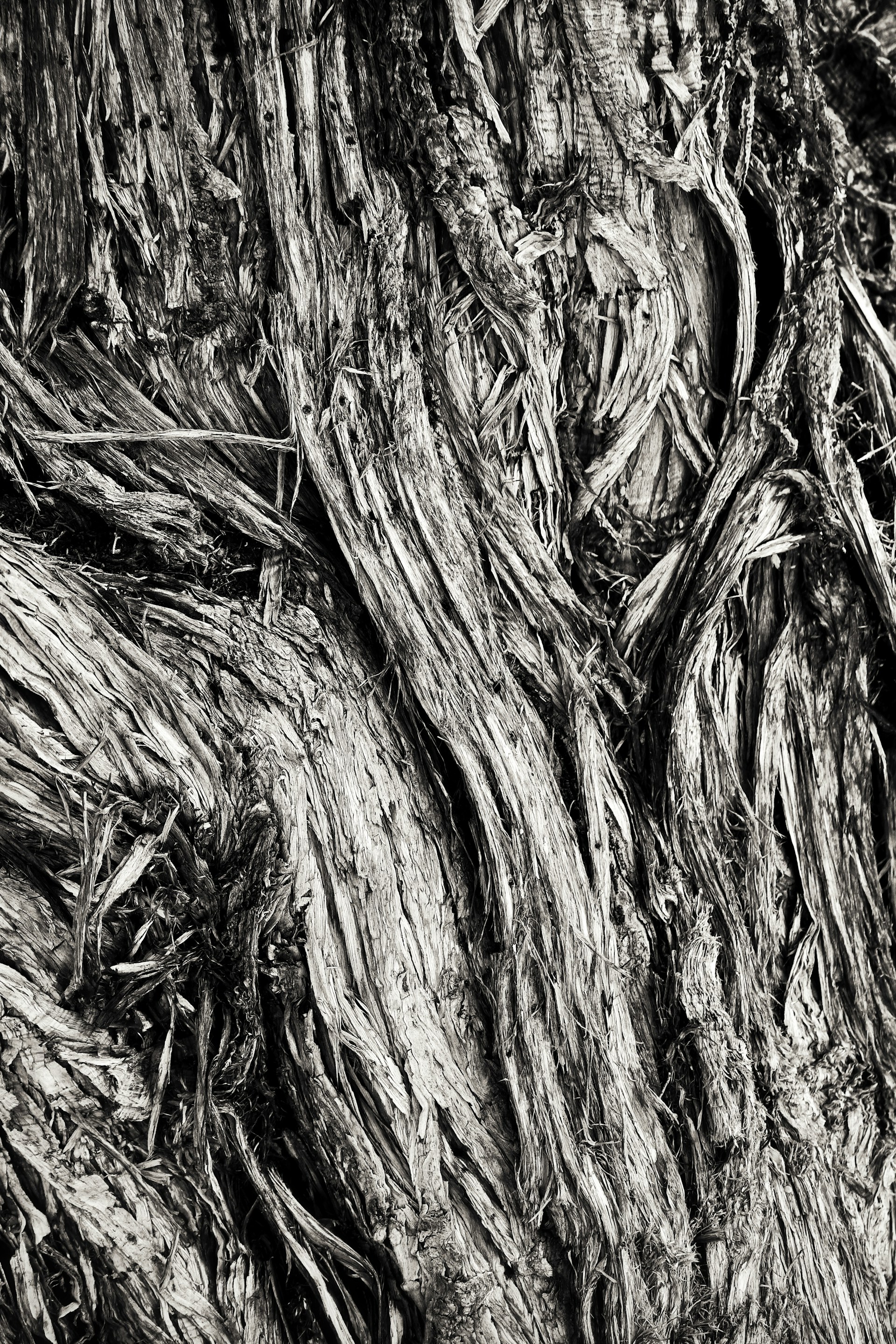 An artistic black and white close-up of an old tree's textured bark, revealing intricate natural patterns.