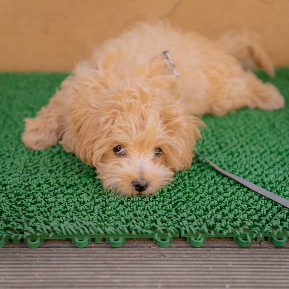 white long coated small dog on green textile