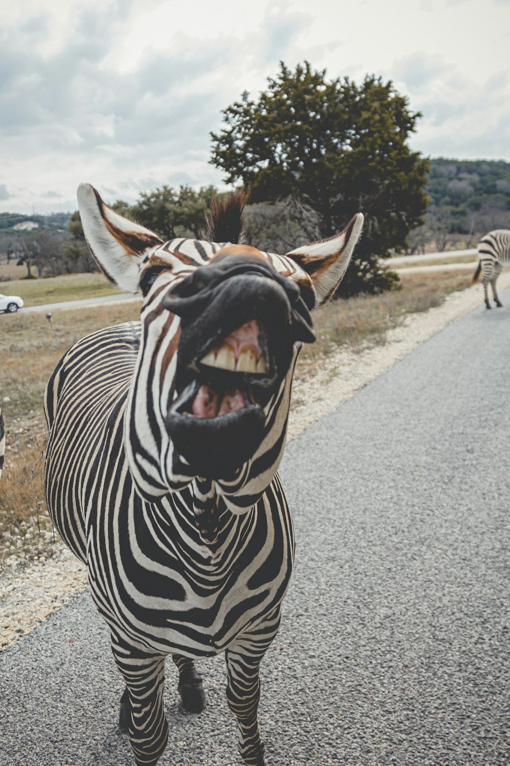 zebra animal head on road