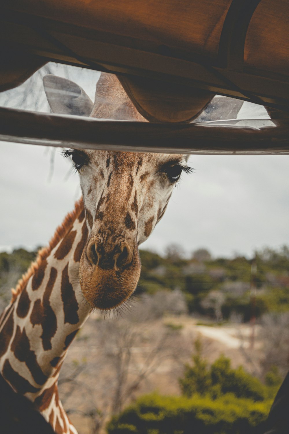 giraffe head in close up photography