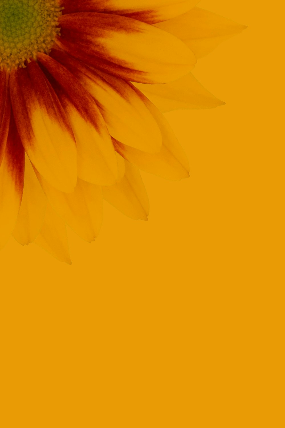 flor amarela na fotografia de perto
