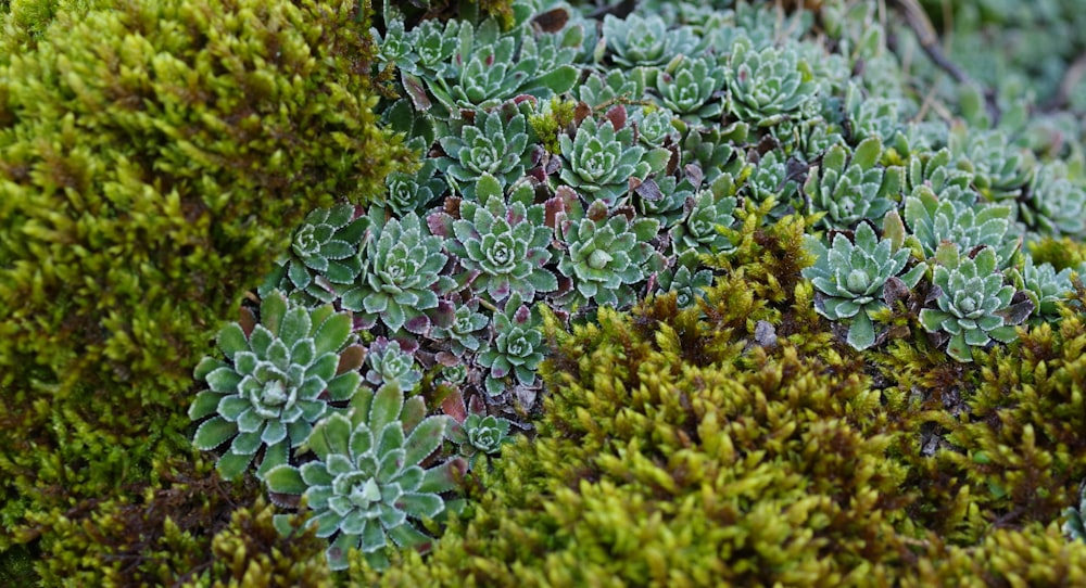 green and brown plant lot