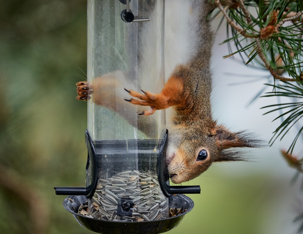 squirrel on clear glass jar