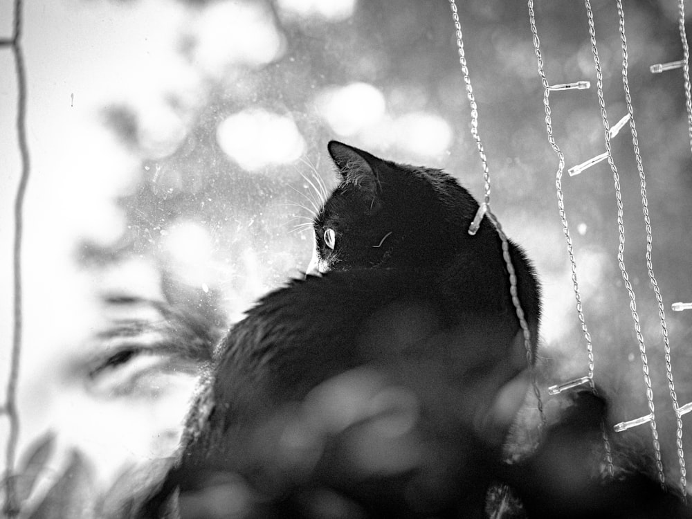 grayscale photo of cat on grass