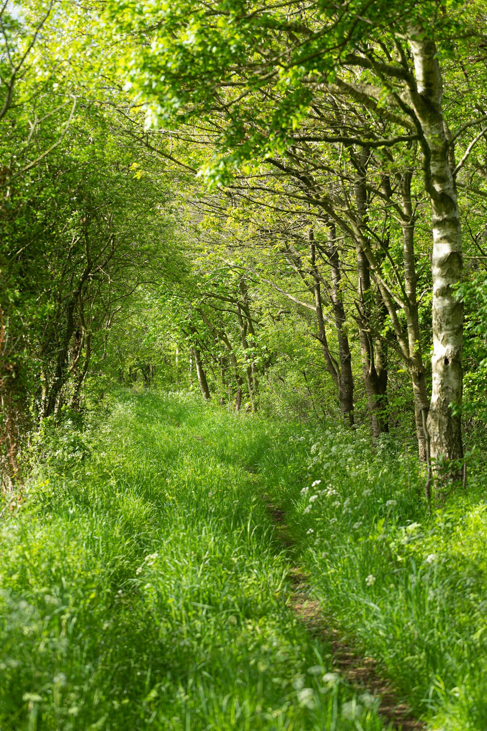 a path in the middle of a green forest