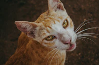 A close-up of a curious cat’s face, eyes wide with wonder and trust.