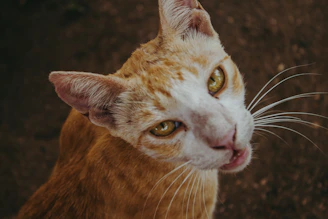 A close-up of a curious cat’s face, eyes wide with wonder and trust.