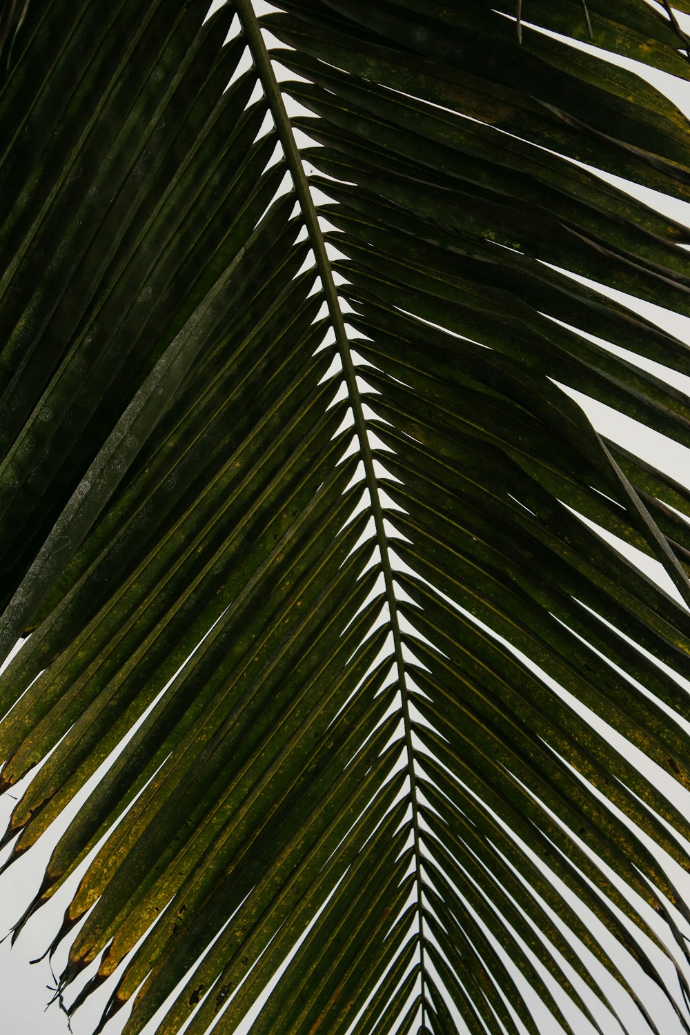 green palm tree during daytime