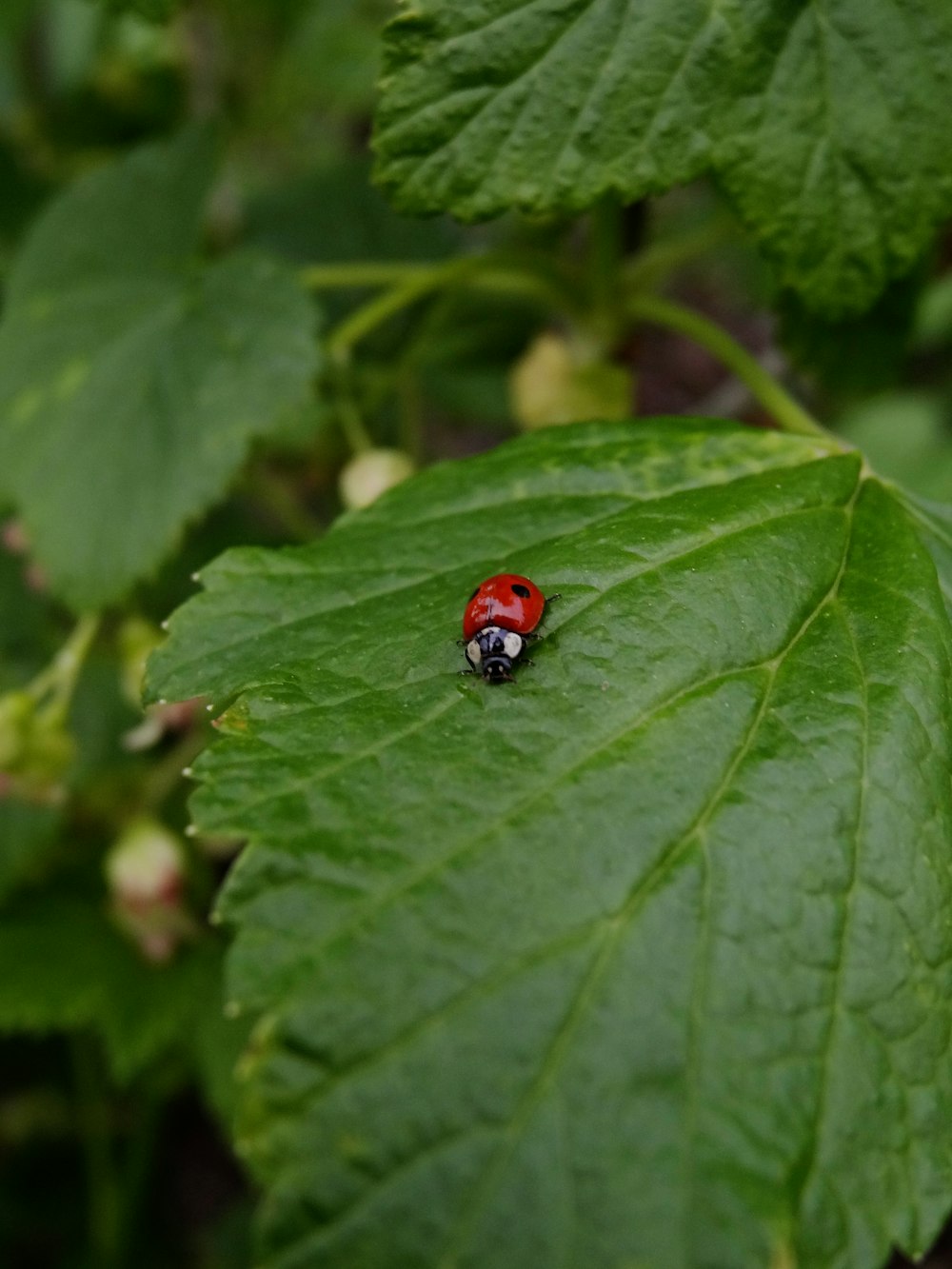 coccinelle rouge sur feuille verte pendant la journée