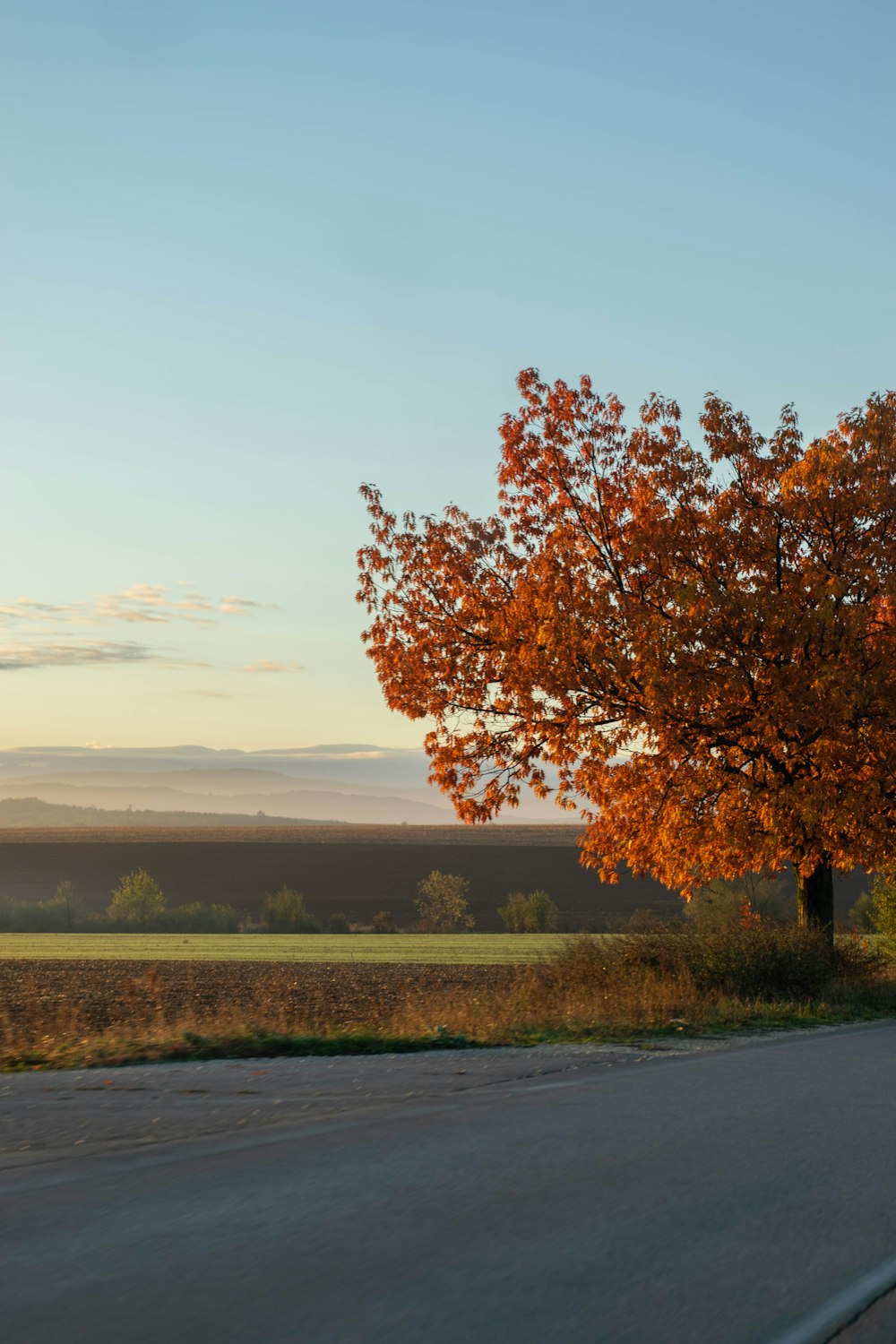 brown tree on green grass field during daytime