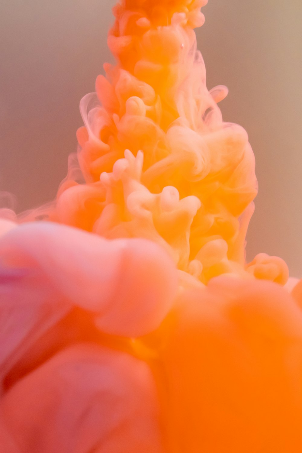 pink flower in macro shot