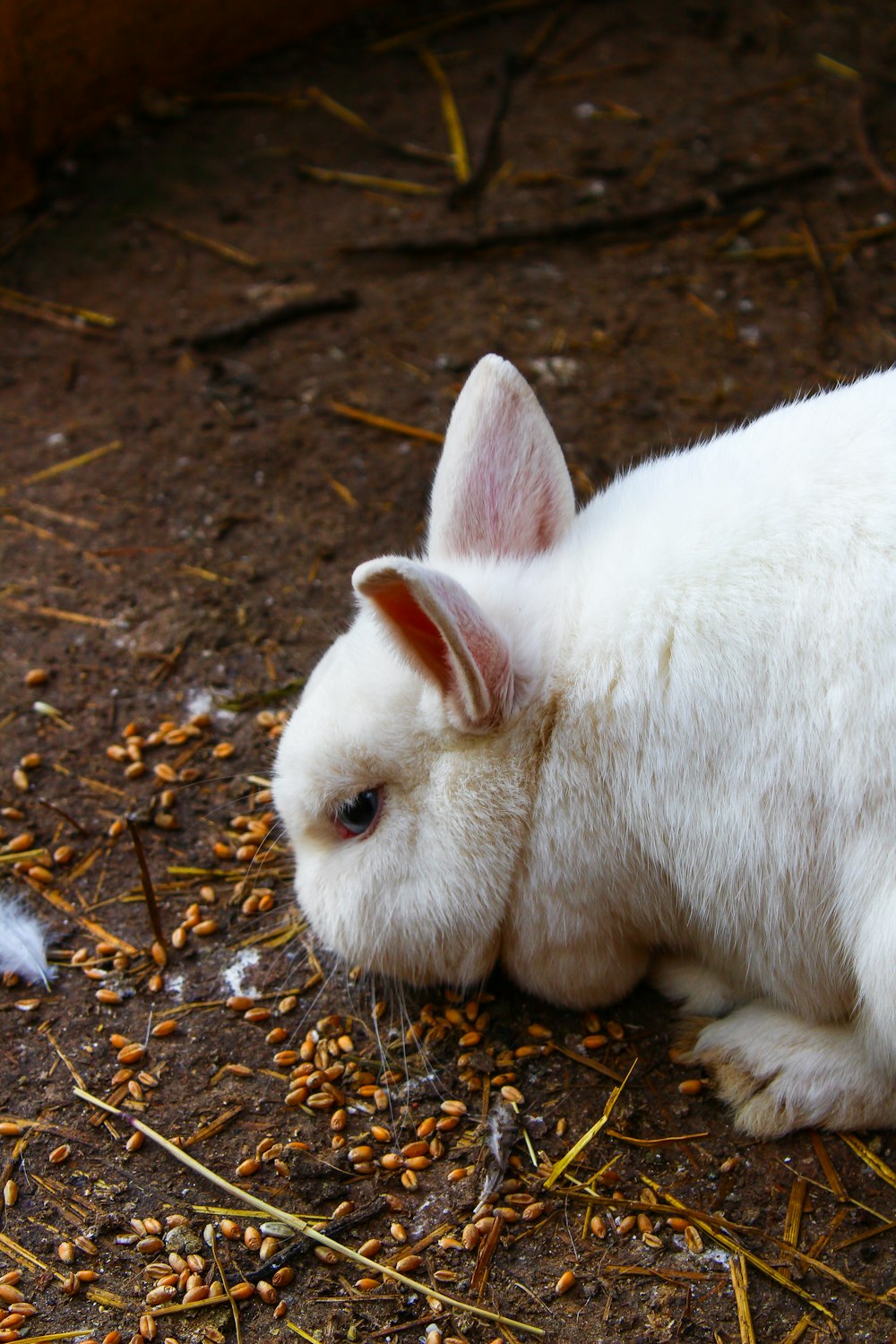 white rabbit on brown dried leaves