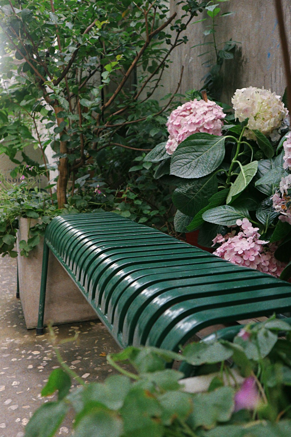pink and white flowers on black wooden bench