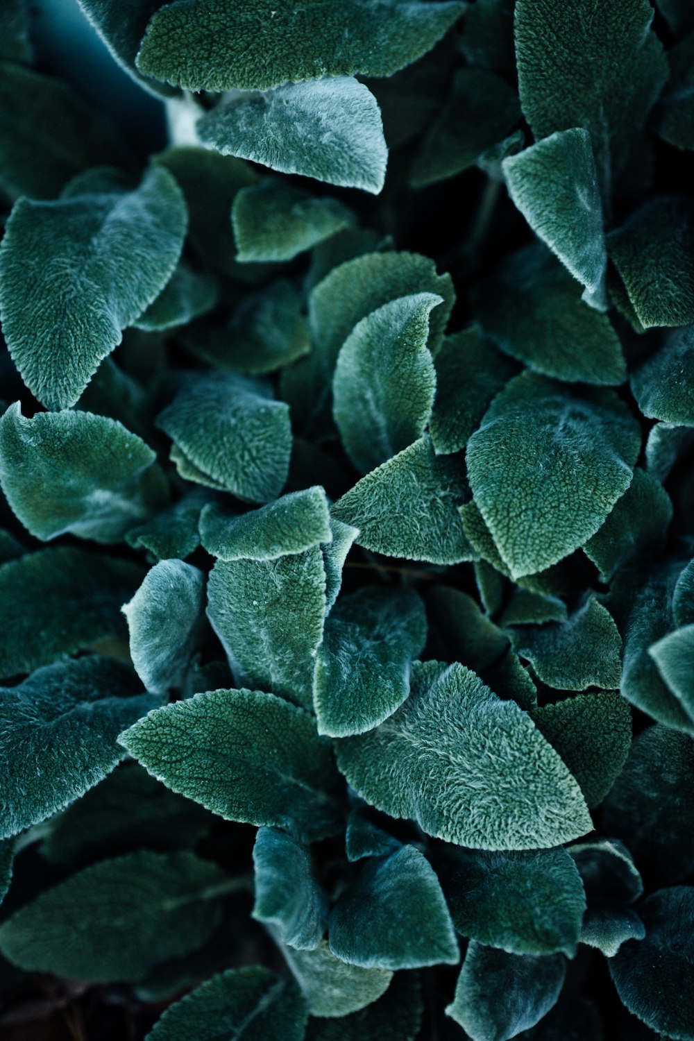 planta marrom e branca na fotografia de perto