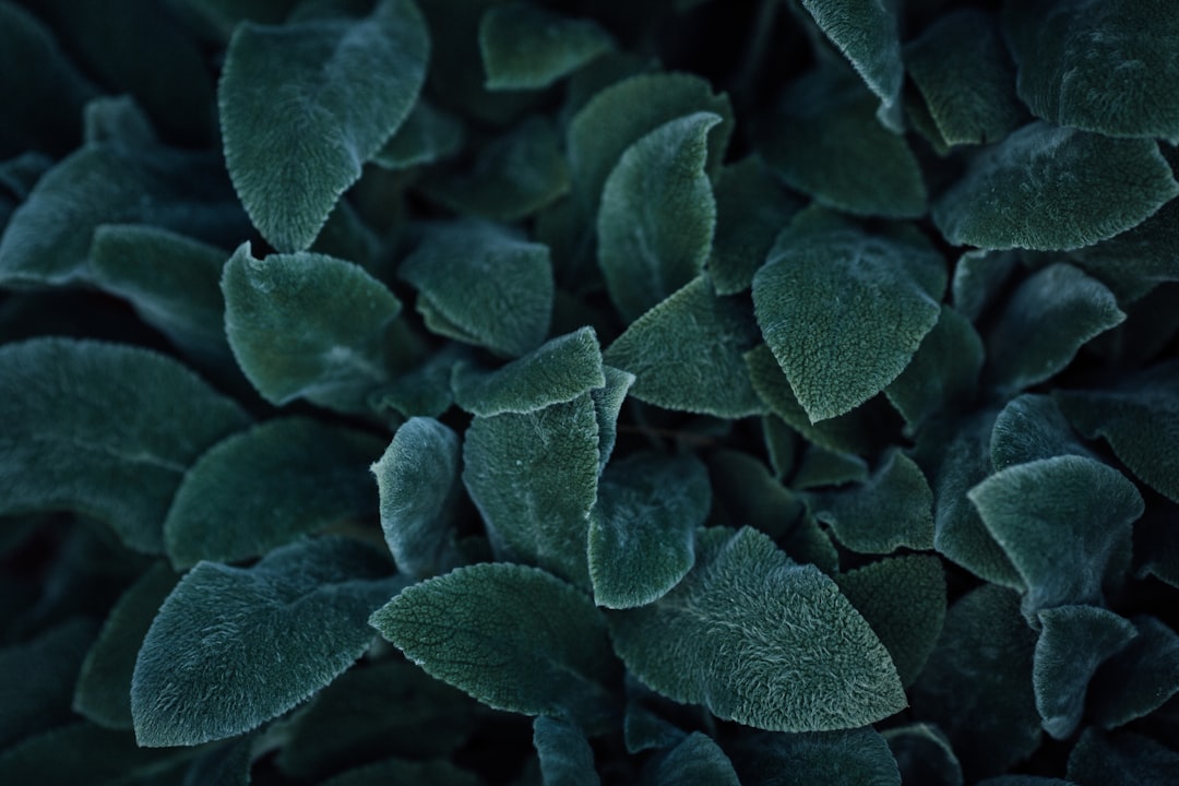 green and white plant leaves