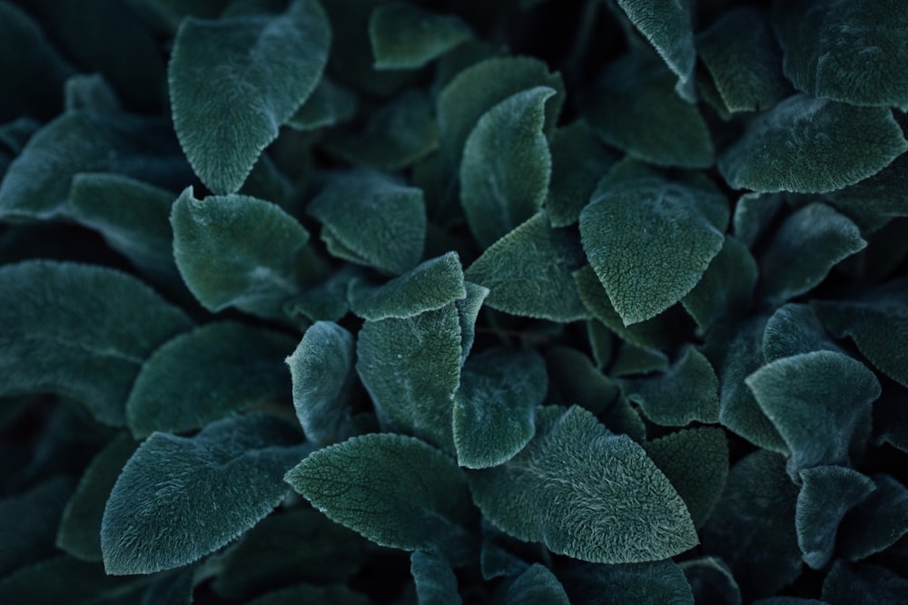 green and white plant leaves