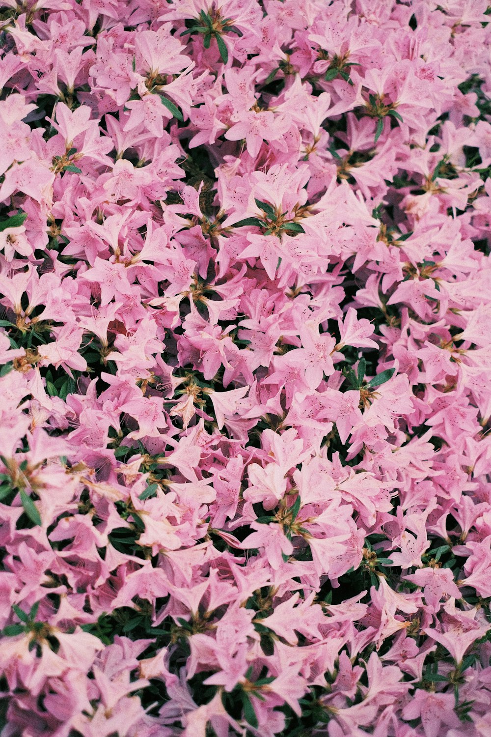 pink flowers with green leaves